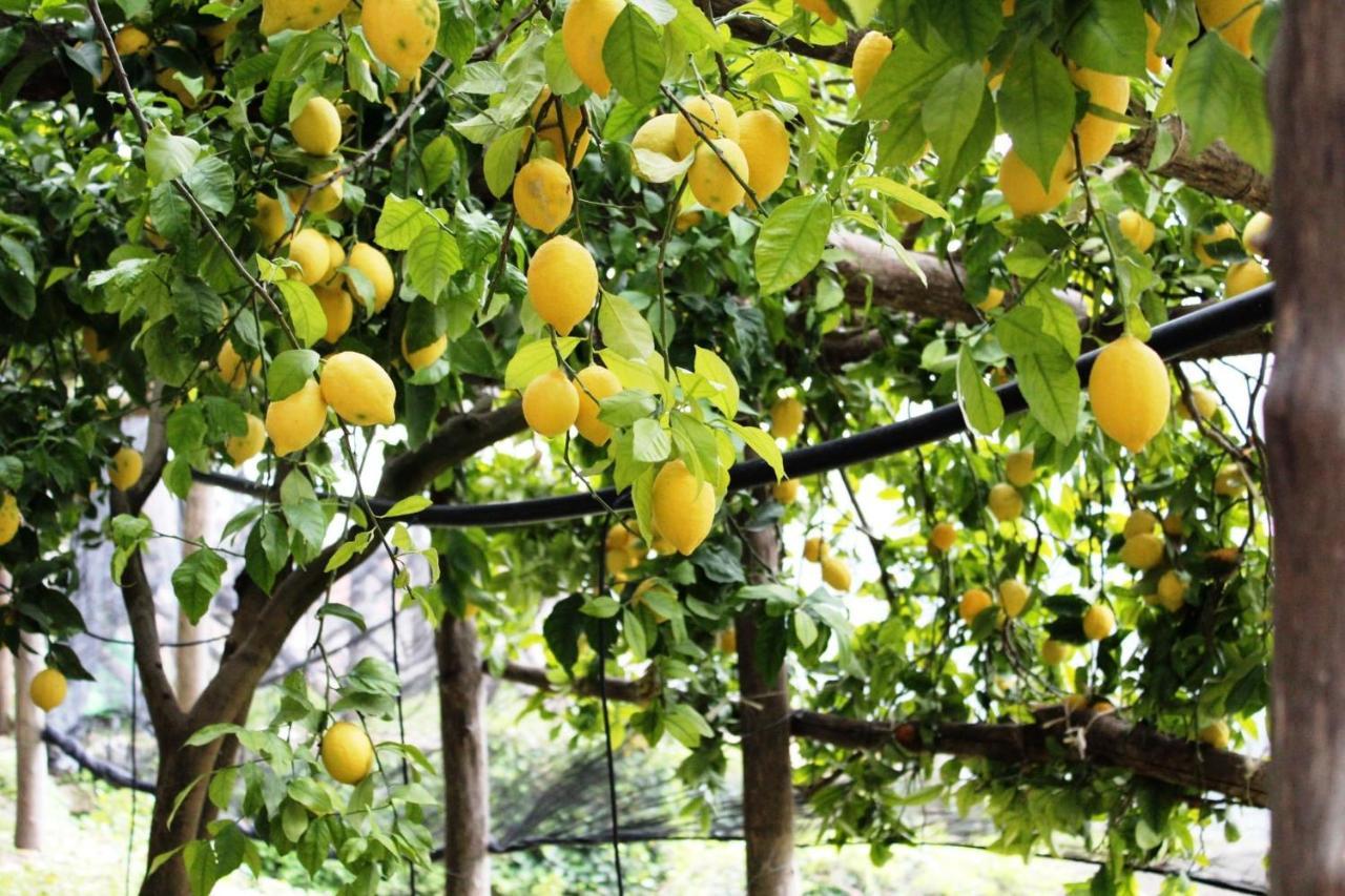 Poggio Angelarosa: Lemon Garden Stay&Relax Скала Екстериор снимка